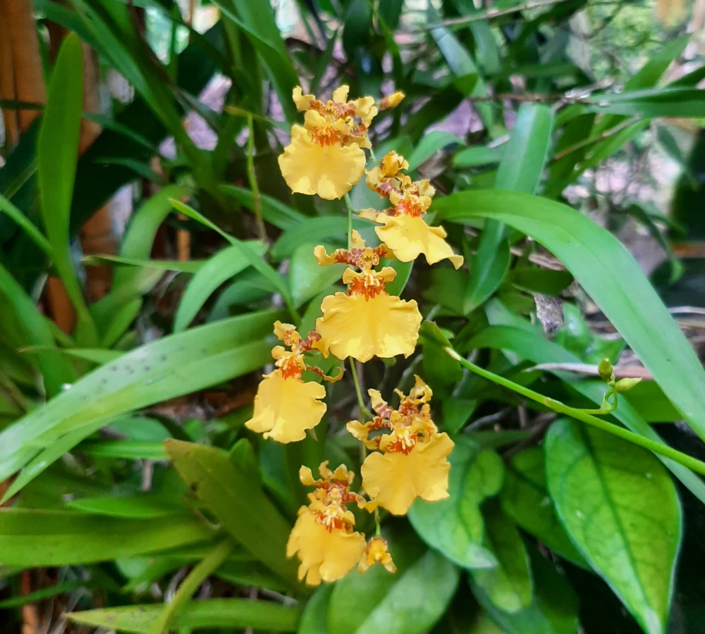 Gelbe Orchidee
