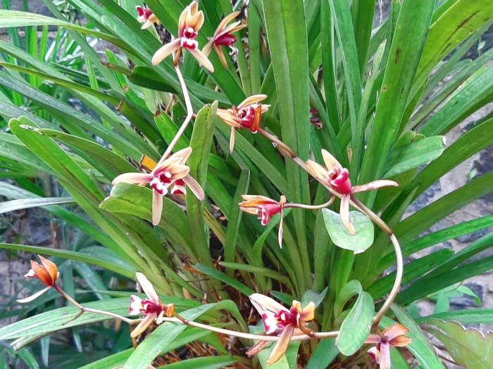 Orchidee